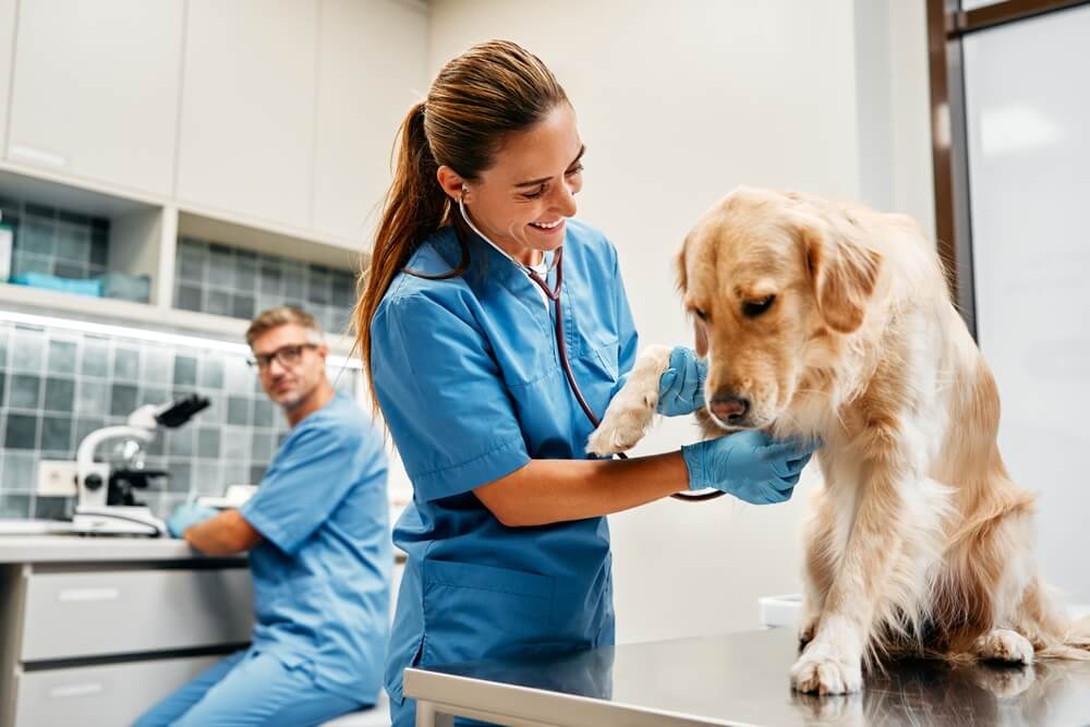 traspaso clínica veterinaria
