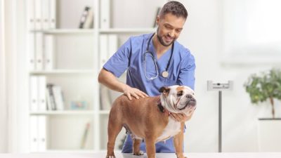 Cuándo puede pedir la baja laboral un veterinario autónomo