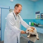 Kit Digital para clínica veterinaria: Cómo aprovecharlo al máximo en 2026
