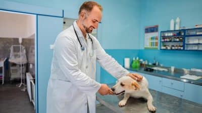 Kit Digital para clínica veterinaria: Cómo aprovecharlo al máximo en 2026