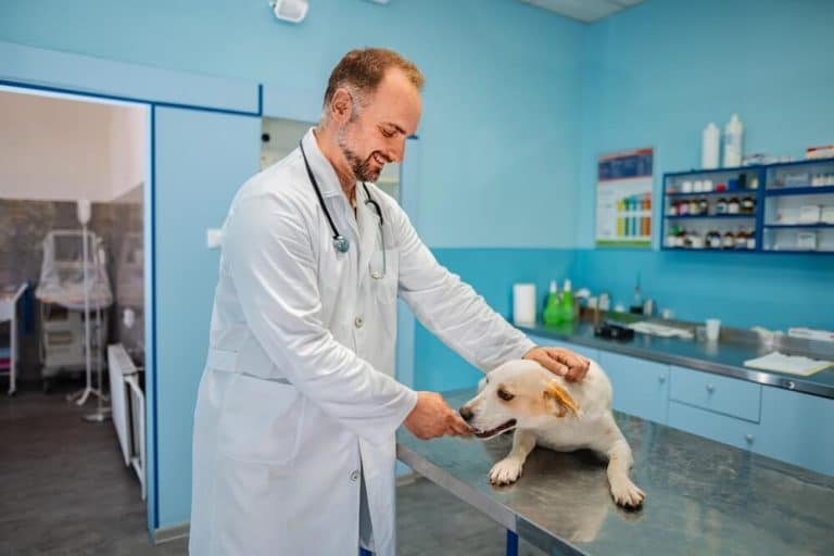 Kit Digital para clínica veterinaria: Cómo aprovecharlo al máximo en 2026