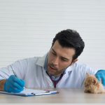 seguro baja laboral para veterinario