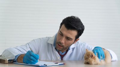 Seguro de baja laboral para veterinarios autónomos: por qué es imprescindible si te lesionas o enfermas 