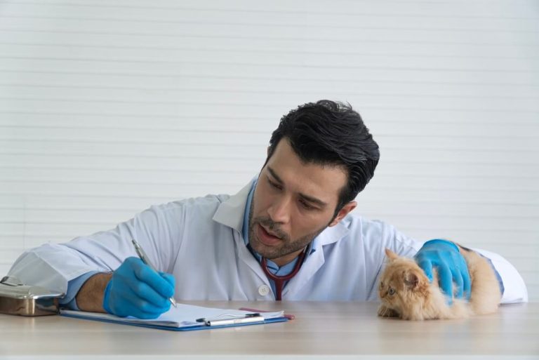 Seguro de baja laboral para veterinarios autónomos: por qué es imprescindible si te lesionas o enfermas 
