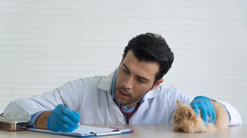 Seguro de baja laboral para veterinarios autónomos: por qué es imprescindible si te lesionas o enfermas 